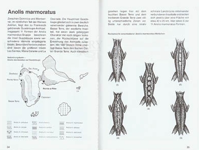 Karibische Anolis