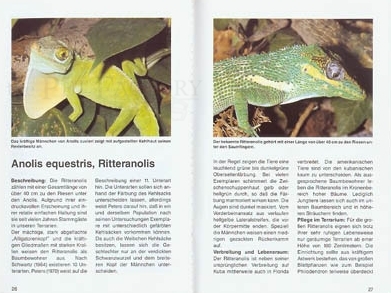 Karibische Anolis