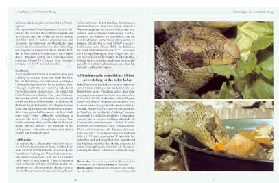 Corucia zebrata - Der Wickelschwanzskink