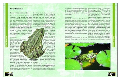 Amphibien am Gartenteich