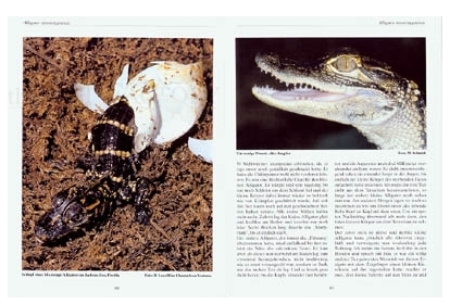 Krokodile