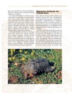 Die Breitrandschildkröte