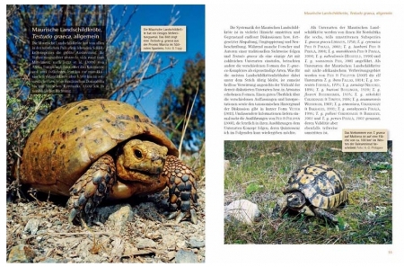 Das Schildkrötenjahr