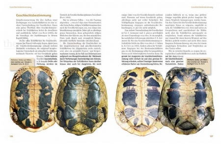 Das Schildkrötenjahr