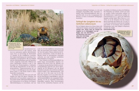 Das Schildkrötenjahr
