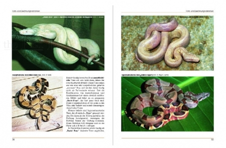 Boa constrictor