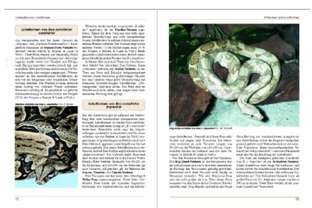Boa constrictor