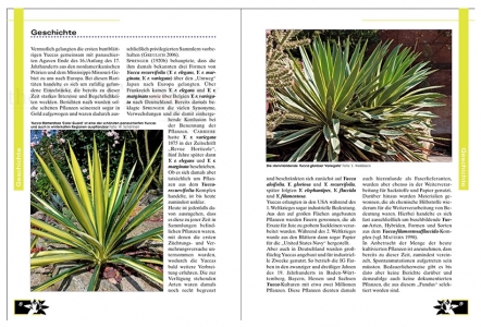 Faszination Bunt - Die Welt der panaschierten Yuccas