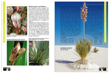 Faszination Bunt - Die Welt der panaschierten Yuccas