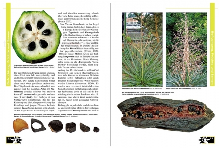Faszination Bunt - Die Welt der panaschierten Yuccas