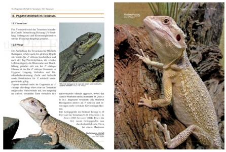 Bartagamen - Die Gattung Pogona