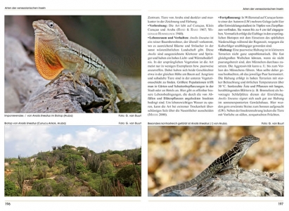 Anolis