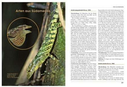 Anolis