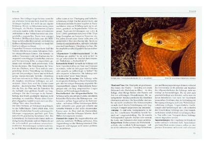 Kornnattern und Erdnattern