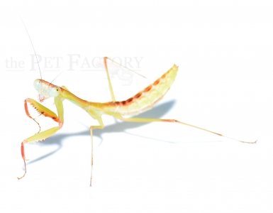 Hierodula spec. PAPUA