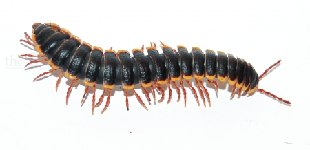 Coromus diaphorus
