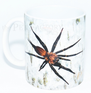 Kaffeebecher "Linothele megatheloides"