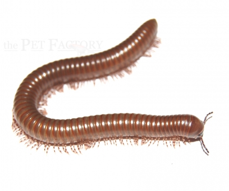Telodeinopus aoutii