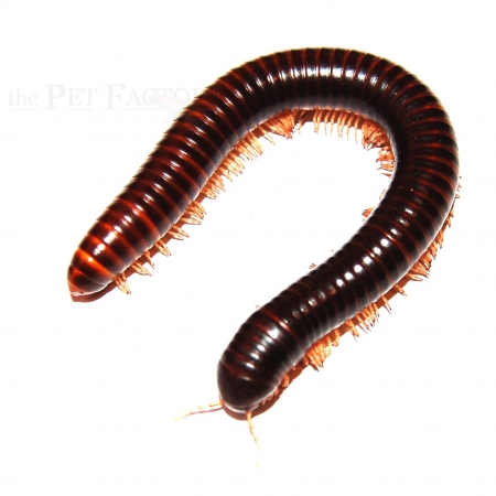 Telodeinopus assiensis