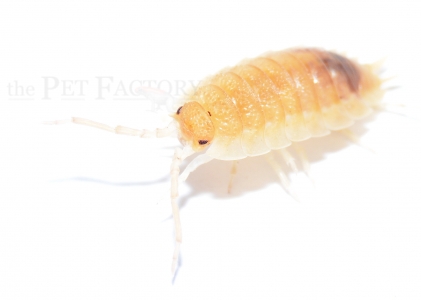 Porcellio scaber GHOST