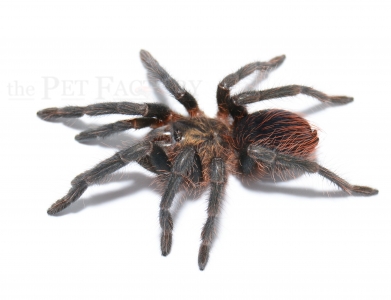 Phormictopus auratus m