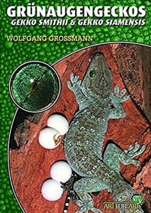 Grünaugengeckos (Gekko smithii & Gekko siamensis)