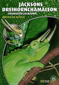 Jacksons Dreihornchamäleon (Chamaeleo jacksonii)