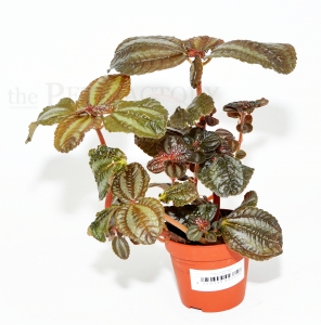 Pilea involucrata "NORFOLK"