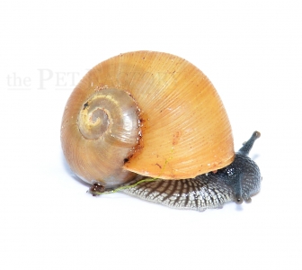 Zachrysia guanensis