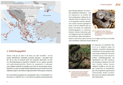Die Leopardnatter Zamensis situla
