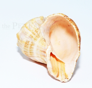 Schneckenhaus - Rapana rapiformis