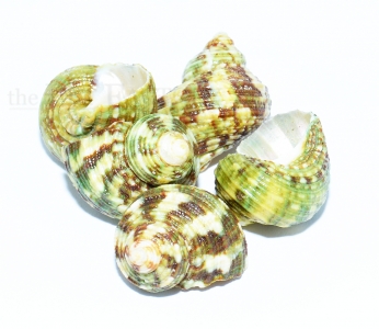 Schneckenhaus Turbo small 5er Set