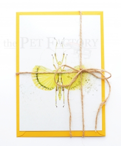 Postcard Phasmid Explosion