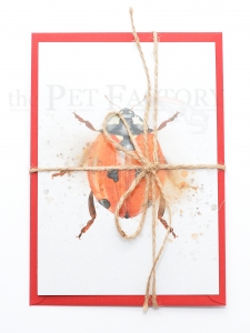 Postcard Lady Bug Explosion