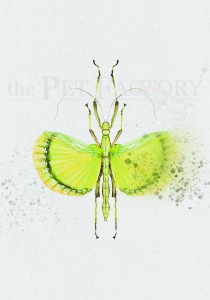 Print DIN A5 Phasmid Explosion