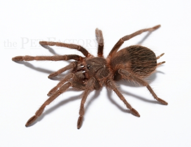 Pamphobeteus antinous m