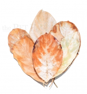 Jackfruit Leaves