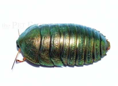 Pseudoglomeris magnifica