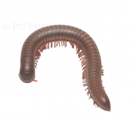 Tonkinbolus caudulanus