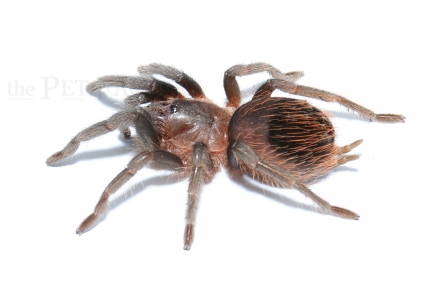Brachypelma epicureanum m