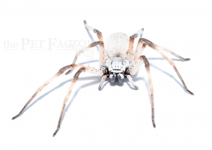 Cerbalus negebensis