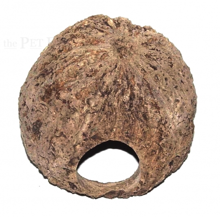 Paranussschale gelocht