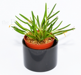 Pleurothallis sonderiana