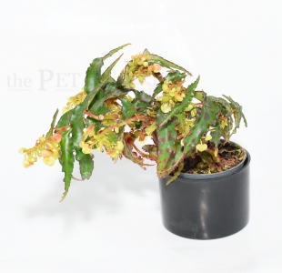 Begonia amphioxus