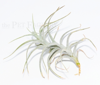 Tillandsia diagutensis