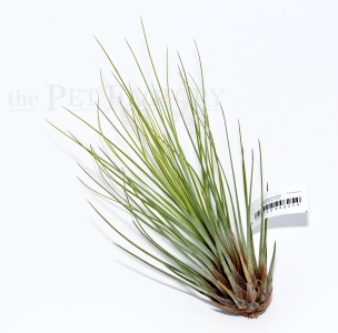 Tillandsia juncefolia