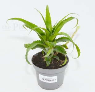 Neoregelia mooreana