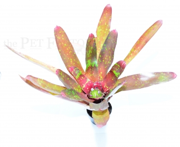 Neoregelia RED GOODIES