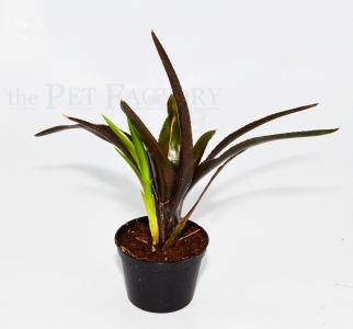 Neoregelia MIDAS