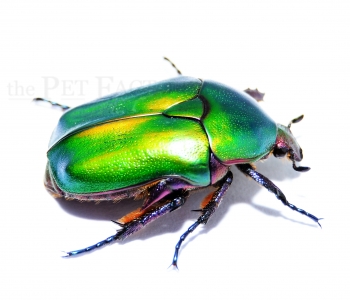 Protaetia cuprea cuprea